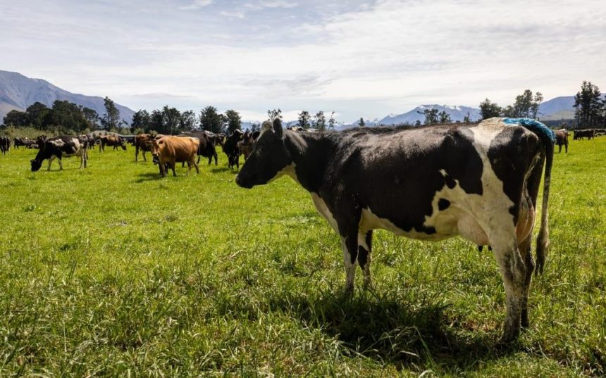 Farmer fined k for failing to register cattle