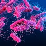 Fecal transplants from old mice boost fertility in younger ones