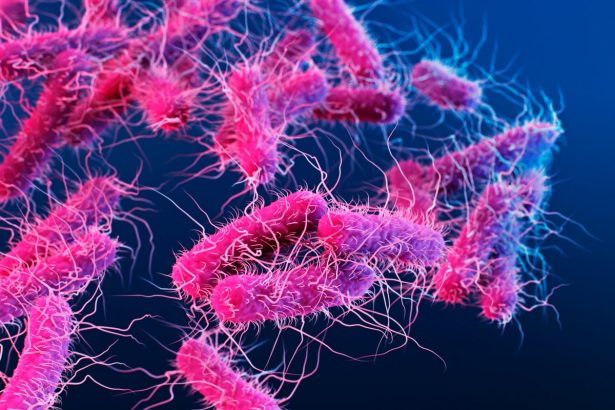 Fecal transplants from old mice boost fertility in younger ones