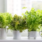 Fill Your Windows With Year-Round Edible Produce