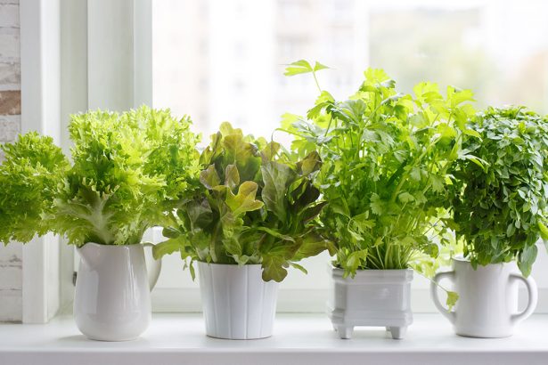 Fill Your Windows With Year-Round Edible Produce