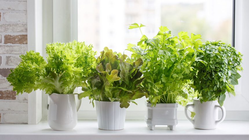 Fill Your Windows With Year-Round Edible Produce