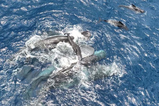 First glimpse of sperm whale birth reveals teamwork to support newborn