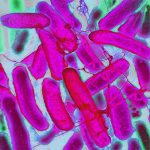 First-of-its-kind vaccine protects children from deadly E. coli infections