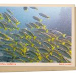 Fish swim in Southwest Papua, Indonesia : NPR