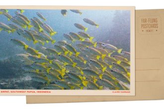 Fish swim in Southwest Papua, Indonesia : NPR