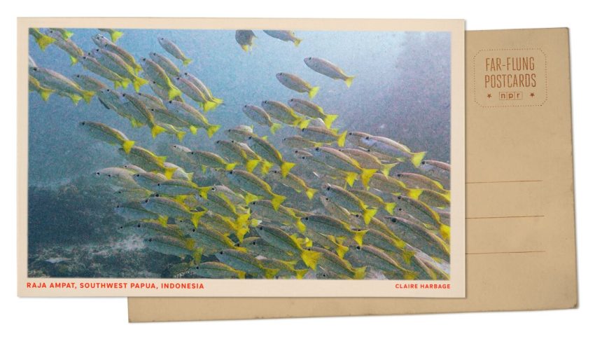 Fish swim in Southwest Papua, Indonesia : NPR