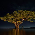 Frank Relle’s Photos Revel in Louisiana’s Otherworldly Swampland — Colossal