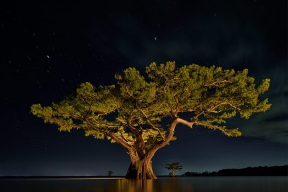 Frank Relle’s Photos Revel in Louisiana’s Otherworldly Swampland — Colossal