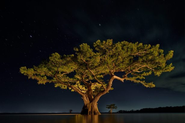 Frank Relle’s Photos Revel in Louisiana’s Otherworldly Swampland — Colossal