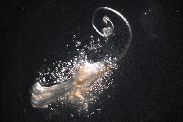 Fully Functional Hair Follicles Have Been Grown in The Lab For The First Time : ScienceAlert