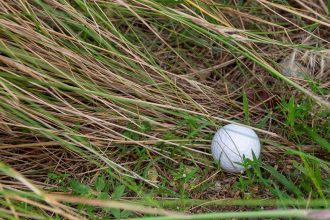Guest Idea: The Hidden Environmental Cost of Lost Golf Balls