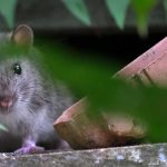 Guest Idea: When to Act and What to Use for Seasonal Pest Control