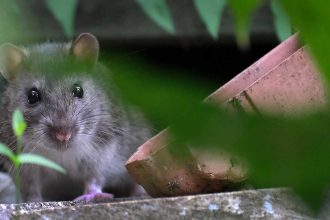 Guest Idea: When to Act and What to Use for Seasonal Pest Control