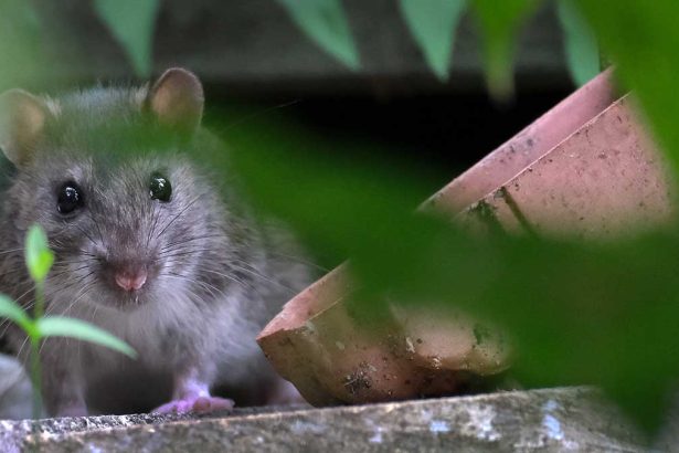 Guest Idea: When to Act and What to Use for Seasonal Pest Control