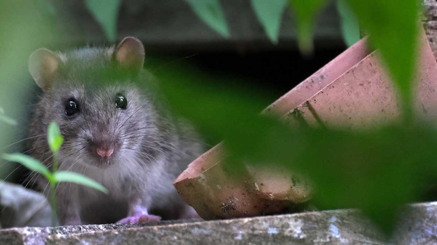 Guest Idea: When to Act and What to Use for Seasonal Pest Control