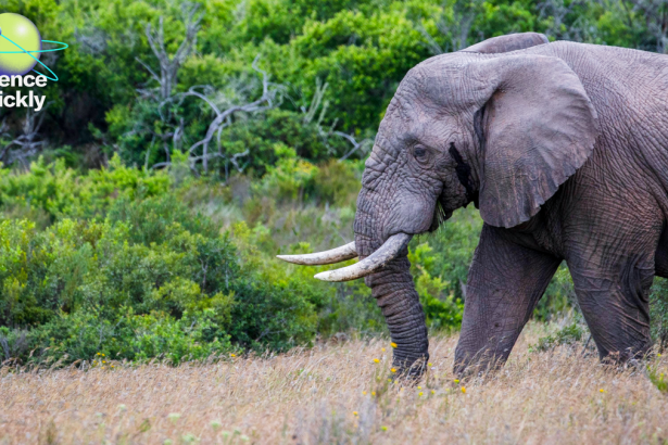 How a teen’s AI model could help stop poaching in rainforests