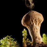 How our ancestors used mushrooms to change the course of human history