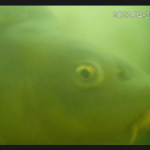 How the Dutch Fish Doorbell helps migrating fish each spring