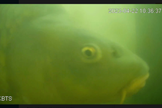 How the Dutch Fish Doorbell helps migrating fish each spring