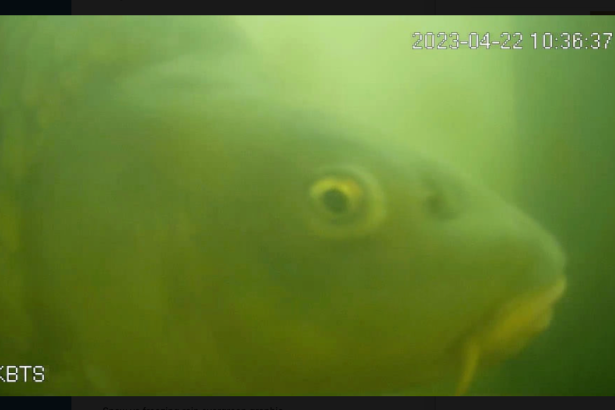 How the Dutch Fish Doorbell helps migrating fish each spring