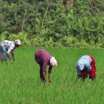 How the humble hornwort could supercharge agriculture