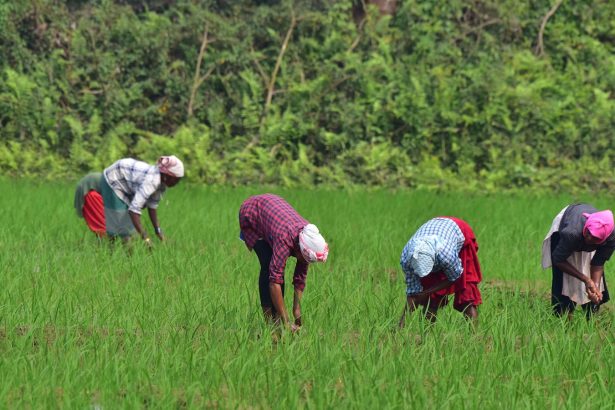 How the humble hornwort could supercharge agriculture