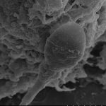 Human sperm get lost in space, pioneering study finds