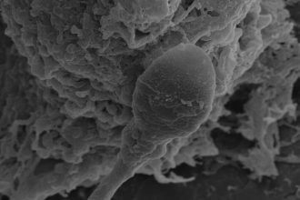 Human sperm get lost in space, pioneering study finds