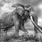 Johan Siggesson’s Striking Portraits of ‘Big Tuskers’ in Kenya — Colossal