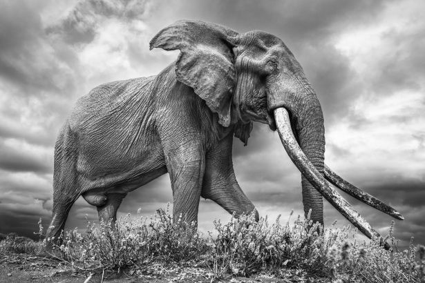 Johan Siggesson’s Striking Portraits of ‘Big Tuskers’ in Kenya — Colossal