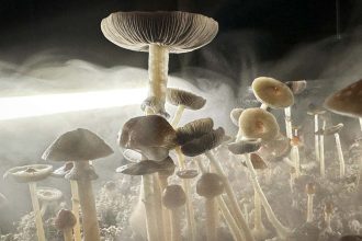 Just one dose of psilocybin relieves symptoms of OCD for months