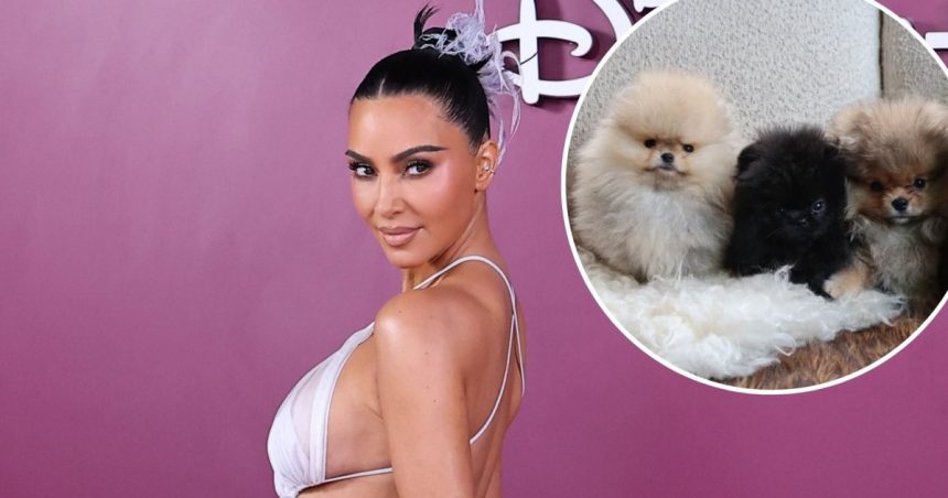 Kim Kardashian Shares Her 4 Puppies Despite PETA Backlash