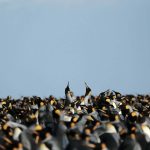 King penguins are thriving in a warmer climate, but it may not last