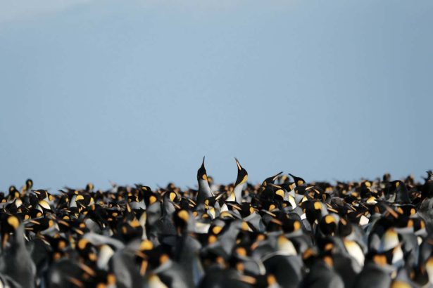 King penguins are thriving in a warmer climate, but it may not last