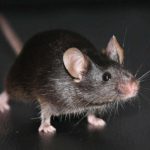 Landmark experiment reveals a big unexpected problem with cloning