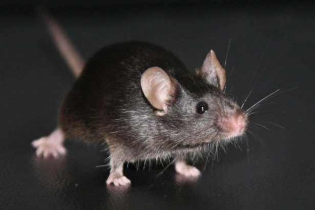 Landmark experiment reveals a big unexpected problem with cloning