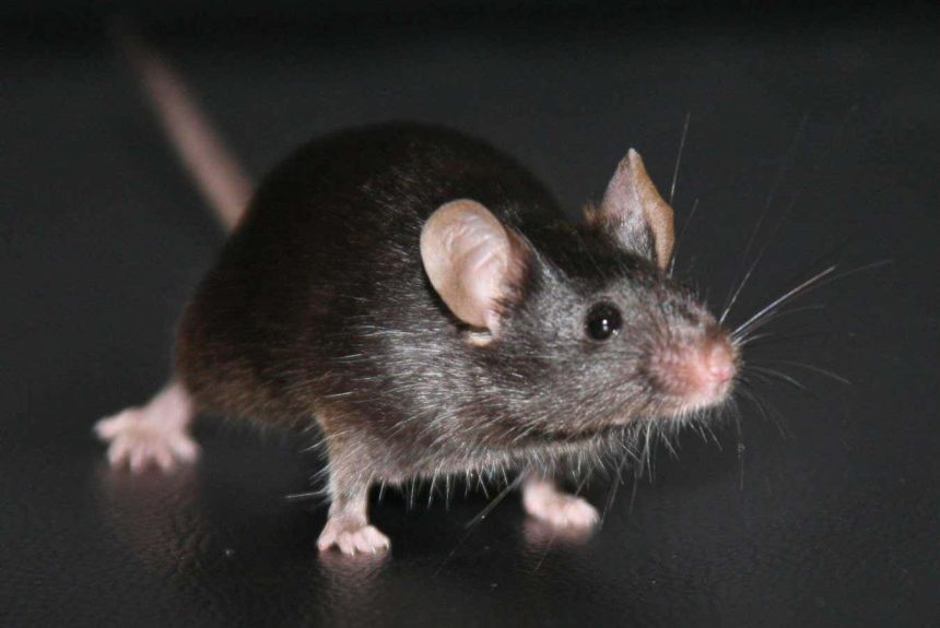 Landmark experiment reveals a big unexpected problem with cloning