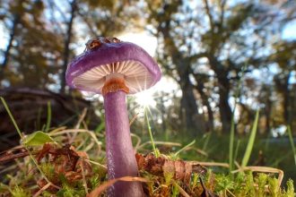 Long overlooked as crucial to life, fungi start to get their due