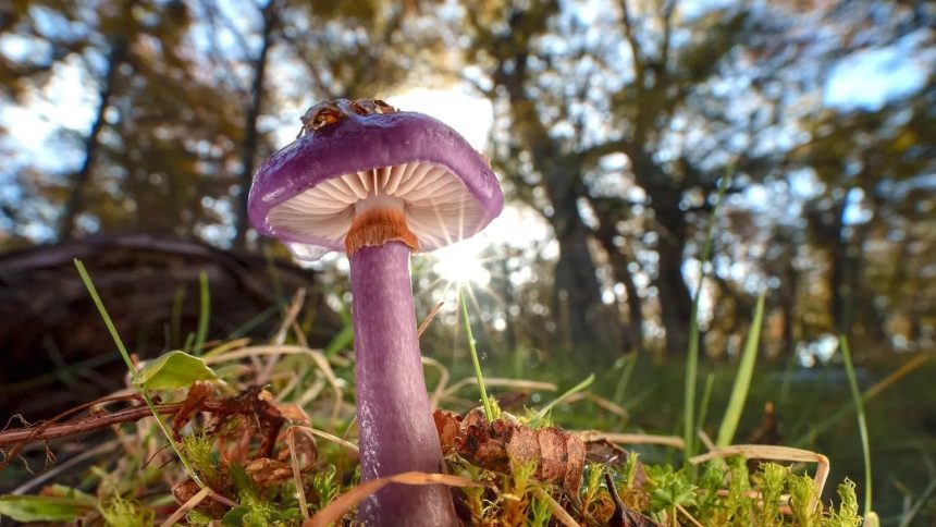 Long overlooked as crucial to life, fungi start to get their due