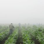 MAHA movement dismay: 2026 farm bill backs tobacco, pesticides