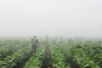 MAHA movement dismay: 2026 farm bill backs tobacco, pesticides