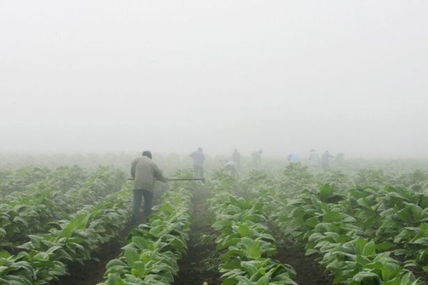 MAHA movement dismay: 2026 farm bill backs tobacco, pesticides