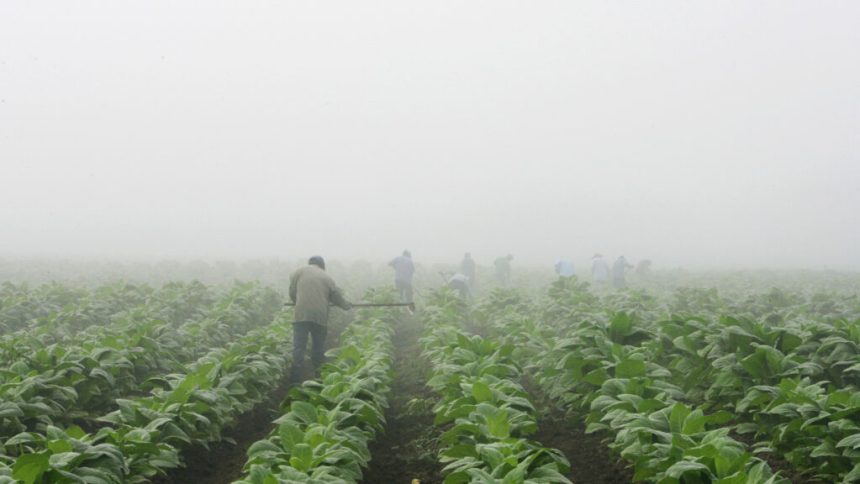 MAHA movement dismay: 2026 farm bill backs tobacco, pesticides