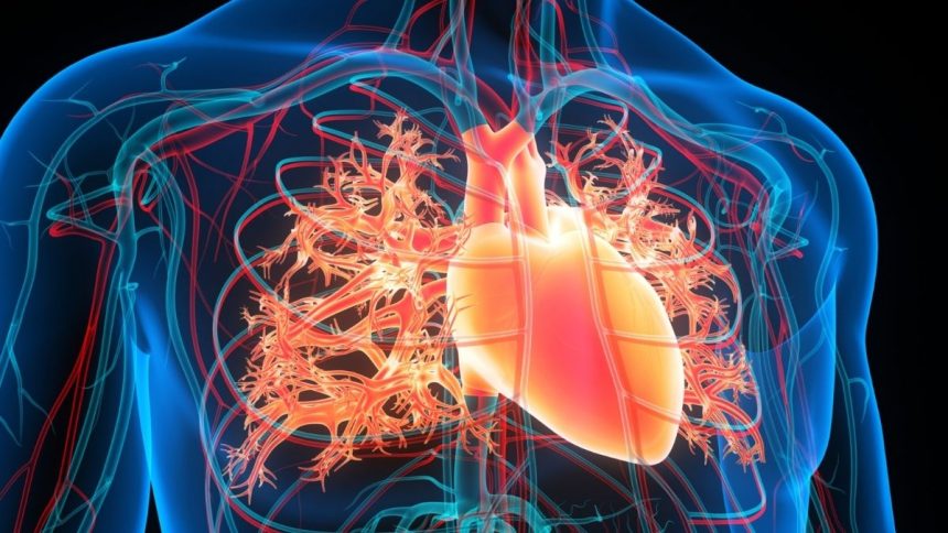 Magnetic Fluid Injected Into The Heart May Prevent Strokes, Scientists Think : ScienceAlert