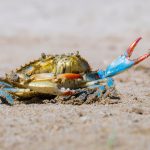 Maryland’s crabs are gluttonous cannibals, decades-long study finds