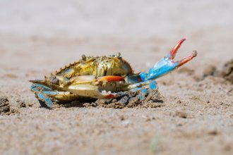 Maryland’s crabs are gluttonous cannibals, decades-long study finds