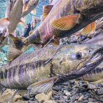 Migratory Freshwater Fish Numbers Are Close To Collapse, UN Report Warns : ScienceAlert