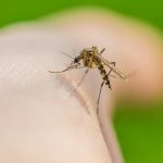 Mosquitoes may have evolved a taste for human blood thanks to Homo erectus