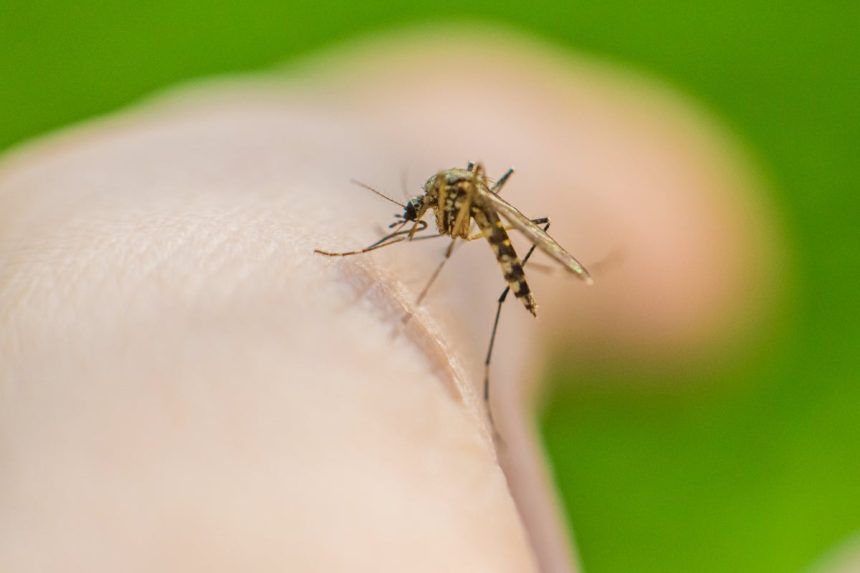 Mosquitoes may have evolved a taste for human blood thanks to Homo erectus